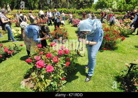 Rosen Wettbewerb. Cervantes Park, Parc de Cervantes, der Avenida Diagonal 708-716, in Pedralbes Viertel, Stadtteil Les Corts, Barcelona, Katalonien, Stockfoto