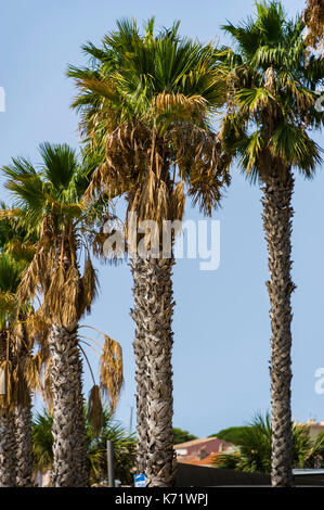 BANDOL, VAR 83 FRANKREICH Stockfoto