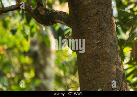 Die weiße ist barbet, auch als das kleine grüne Barbet bekannt ist ein Bewohner der südlichen Indien ist ein Baum Hohlraum Nester. Stockfoto