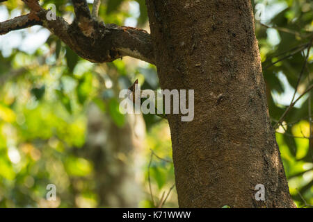 Die weiße ist barbet, auch als das kleine grüne Barbet bekannt ist ein Bewohner der südlichen Indien ist ein Baum Hohlraum Nester. Stockfoto