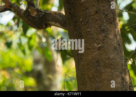 Die weiße ist barbet, auch als das kleine grüne Barbet bekannt ist ein Bewohner der südlichen Indien ist ein Baum Hohlraum Nester. Stockfoto