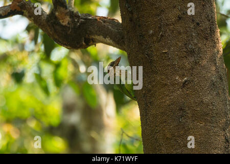 Die weiße ist barbet, auch als das kleine grüne Barbet bekannt ist ein Bewohner der südlichen Indien ist ein Baum Hohlraum Nester. Stockfoto