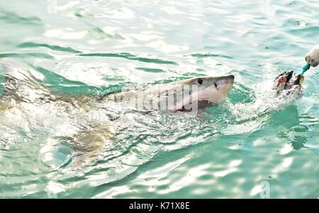 Great White Shark Verstoß gegen das Meer Oberfläche nach einem Käfig tauchen Boot von Fleisch lockt und Holz- dichtung Decoy, Gansbaai, Südafrika angelockt werden Stockfoto