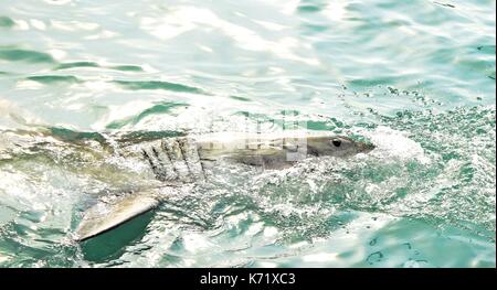 Great White Shark Verstoß gegen das Meer Oberfläche nach einem Käfig tauchen Boot von Fleisch lockt und Holz- dichtung Decoy, Gansbaai, Südafrika angelockt werden Stockfoto