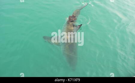 Great White Shark Schwimmbad ganz in der Nähe der Meeresoberfläche nach angelockt werden mit einem Käfig tauchen Boot durch Fleisch und Holz- dichtung Decoy, Gansbaai, Südafrika Stockfoto