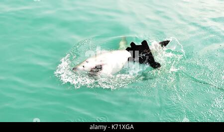 Great White Shark Verstoß gegen das Meer Oberfläche nach einem Käfig tauchen Boot von Fleisch lockt und Holz- dichtung Decoy, Gansbaai, Südafrika angelockt werden Stockfoto