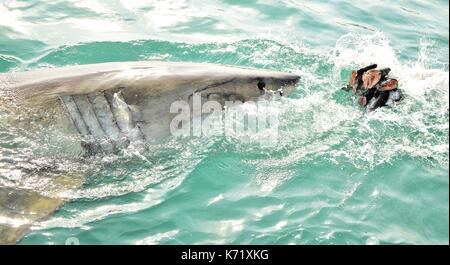 Great White Shark Verstoß gegen das Meer Oberfläche nach einem Käfig tauchen Boot von Fleisch lockt und Holz- dichtung Decoy, Gansbaai, Südafrika angelockt werden Stockfoto