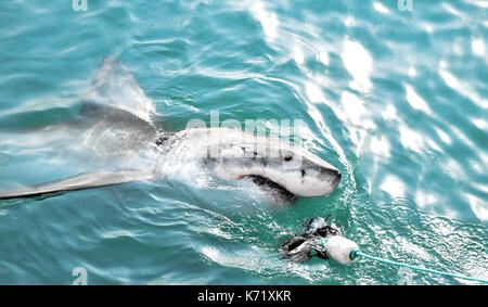 Great White Shark Verstoß gegen das Meer Oberfläche nach einem Käfig tauchen Boot von Fleisch lockt und Holz- dichtung Decoy, Gansbaai, Südafrika angelockt werden Stockfoto