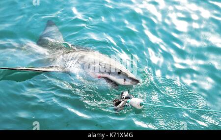 Great White Shark Verstoß gegen das Meer Oberfläche nach einem Käfig tauchen Boot von Fleisch lockt und Holz- dichtung Decoy, Gansbaai, Südafrika angelockt werden Stockfoto