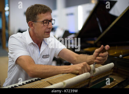 Dresden, Deutschland. 14 Sep, 2019. Klavierbauer Bert Kirsten intoniert die Hämmer von einem Klavier während einer Tour von der Handwerkskammer in Dresden, Deutschland, 14. September 2019 organisiert. Die Kammer organisierte Tag des Handwerks findet am 16. September 2017. Foto: Monika Skolimowska/dpa-Zentralbild/dpa/Alamy leben Nachrichten Stockfoto