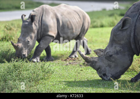 West Palm Beach, Florida, USA. 14 Sep, 2017. Zwei der südlichen White Lion Country Safari rhinos sind auf Safari die Parkanlage in Loxahatchee, Fla., auf Donnerstag, 14. September 2017 gesehen. Der Tag markiert das erste Mal die Nashörner es erlaubt, ihre Nacht Gehäuse seit Hurrikan Irma, so gut wie am ersten Tag den Park für die Öffentlichkeit geöffnet seit dem Sturm zu verlassen. Quelle: Andres Leiva/der Palm Beach Post/ZUMA Draht/Alamy leben Nachrichten Stockfoto