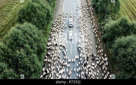 Guinan. 14 Sep, 2017. Luftaufnahme auf Sept. 14, 2017 zeigt eine Herde von Rindern und Schafen vorwärts bewegen entlang einer Straße während der jährlichen Migration Zeitraum in Guinan County im Nordwesten der chinesischen Provinz Qinghai. Credit: Wu Gang/Xinhua/Alamy leben Nachrichten Stockfoto