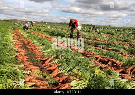 Shijiazhuang, Provinz Hebei Provinz Chinas. 14 Sep, 2017. Bauern ernten Möhren in der Landwirtschaft Saibei Zone der Norden Chinas Zhangjiakou, Provinz Hebei, Sept. 14, 2017. Credit: Yang Shiyao/Xinhua/Alamy leben Nachrichten Stockfoto