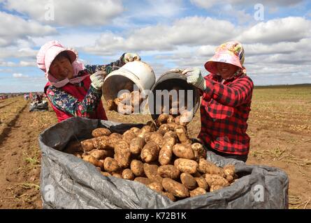 Shijiazhuang, Provinz Hebei Provinz Chinas. 14 Sep, 2017. Bauern ernten Kartoffeln in der Landwirtschaft Saibei Zone der Norden Chinas Zhangjiakou, Provinz Hebei, Sept. 14, 2017. Credit: Yang Shiyao/Xinhua/Alamy leben Nachrichten Stockfoto