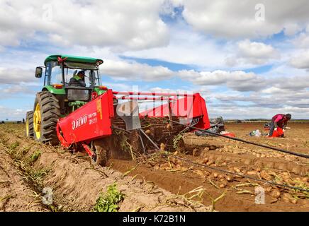 Shijiazhuang, Provinz Hebei Provinz Chinas. 14 Sep, 2017. Bauern ernten Kartoffeln in der Landwirtschaft Saibei Zone der Norden Chinas Zhangjiakou, Provinz Hebei, Sept. 14, 2017. Credit: Yang Shiyao/Xinhua/Alamy leben Nachrichten Stockfoto