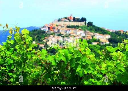 Weinberg Landschaft in Istrien, Kroatien, Stadt Motovun auf dem Hügel im Hintergrund Stockfoto
