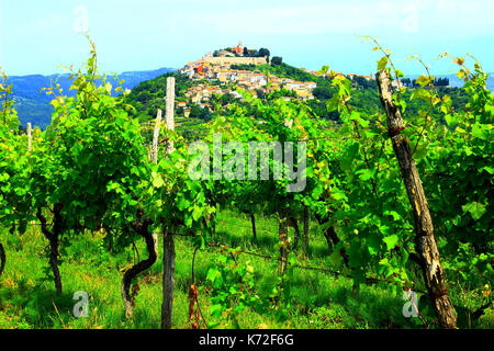 Weinberg Landschaft in Istrien, Kroatien, Stadt Motovun auf dem Hügel im Hintergrund Stockfoto