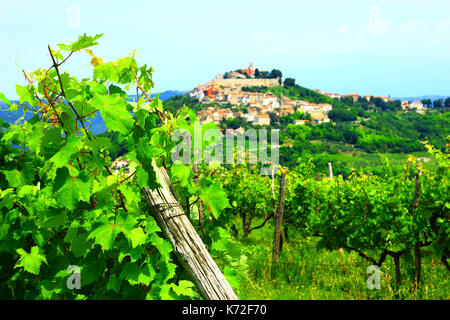 Weinberg Landschaft in Istrien, Kroatien, Stadt Motovun auf dem Hügel im Hintergrund Stockfoto