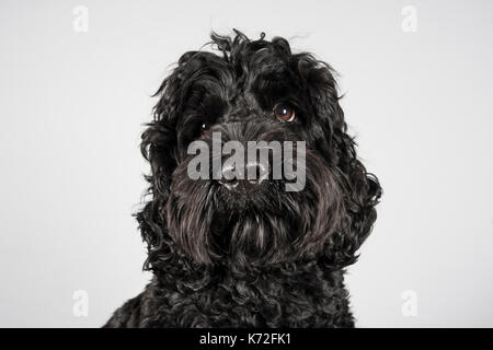 Porträt eines australischen Labradoodle-Hundes in Großbritannien. Stockfoto