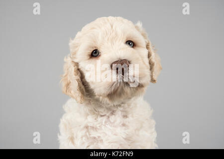 Porträt eines australischen Labradoodle Welpen Hund in Großbritannien. Stockfoto