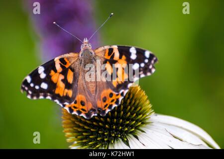 Kanada, Provinz Quebec, GaspŽsie, Eastman, Vanesse Belle-Dame oder von Disteln (Vanessa cardui) der Nahrungssuche im Garten des Hauses des eco-häuser Entre Lac et Ratschings, von denen einige ohne Strom, in den Wald, mit Trockentoiletten Stockfoto