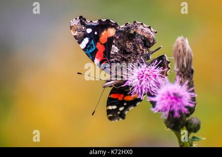 Kanada, Provinz Quebec, GaspŽsie, ële - Bonaventure-et-du-Rochre-Perc Ž Nationalpark, PercŽ, schmetterling Vulcain (Vanessa atalanta) Nahrungssuche eine rosa Blume Stockfoto