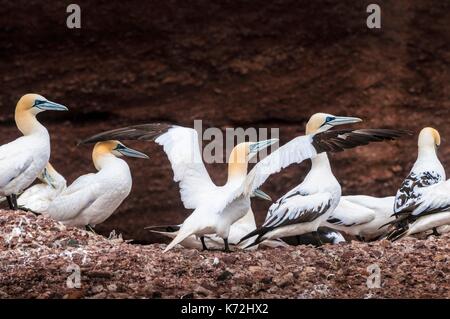 Kanada, Provinz Quebec, GaspŽsie, ële - Bonaventure-et-du-Rochre-Perc Ž Nationalpark, PercŽ, Northern Gannet Colony (Morus bassanus) am Kliff auf der Insel Bonaventure Stockfoto