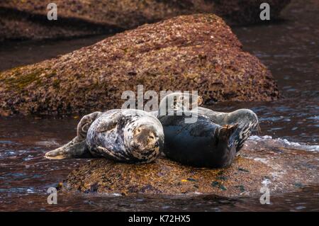 Kanada, Provinz Quebec, GaspŽsie, ële - Bonaventure-et-du-Rochre-Perc Ž Nationalpark, PercŽ, einer Gruppe der Kegelrobbe (Halichoerus grypus) ruht auf der Klippe auf die Insel Bonaventure Stockfoto