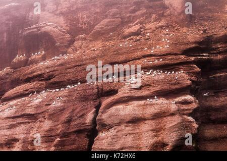 Kanada, Provinz Quebec, GaspŽsie, ële - Bonaventure-et-du-Rochre-Perc Ž Nationalpark, PercŽ, Northern Gannet Colony (Morus bassanus) am Kliff auf der Insel Bonaventure Stockfoto