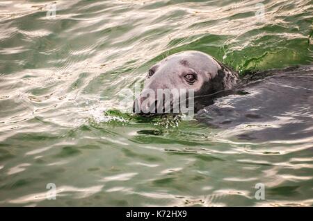 Kanada, Provinz Quebec, GaspŽsie, ële - Bonaventure-et-du-Rochre-Perc Ž Nationalpark, Kegelrobbe (Halichoerus grypus) Schwimmen in der Bucht von PercŽ Stockfoto