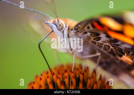 Kanada, Provinz Quebec, GaspŽsie, Eastman, Vanesse Belle-Dame oder von Disteln (Vanessa cardui) der Nahrungssuche im Garten des Hauses des eco-häuser Entre Lac et Ratschings, von denen einige ohne Strom, in den Wald, mit Trockentoiletten Stockfoto