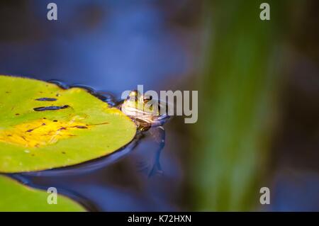 Kanada, Provinz Quebec, GaspŽsie, Eastman, Frosch auf seerose Blatt von eco-häuser Entre Lac et Ratschings, von denen einige ohne Strom, in den Wald, mit Trockentoiletten Stockfoto