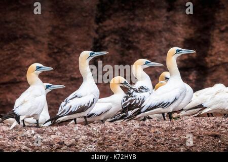 Kanada, Provinz Quebec, GaspŽsie, ële - Bonaventure-et-du-Rochre-Perc Ž Nationalpark, PercŽ, Northern Gannet Colony (Morus bassanus) am Kliff auf der Insel Bonaventure Stockfoto