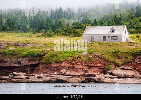 Kanada, Provinz Quebec, GaspŽsie, ële - Bonaventure-et-du-Rochre-Perc Ž Nationalpark, PercŽ, einer Gruppe der Kegelrobbe (Halichoerus grypus) ruht auf der Klippe auf die Insel Bonaventure Stockfoto