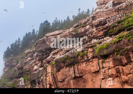 Kanada, Provinz Quebec, GaspŽsie, ële - Bonaventure-et-du-Rochre-Perc Ž Nationalpark, PercŽ, Northern Gannet Colony (Morus bassanus) am Kliff auf der Insel Bonaventure Stockfoto