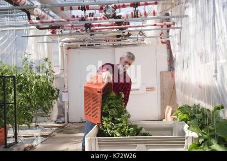 Reifer Mann arbeiten im Gewächshaus Stockfoto
