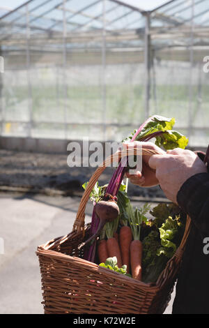 Mans hand Korb mit wurzelgemüse an einem sonnigen Tag Stockfoto