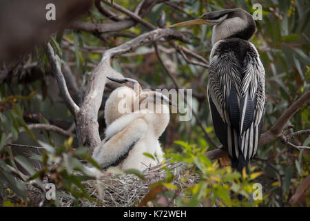 Frühling in Western Australia, eine Australasian Darter mit zwei Küken. Männer sind schwarz mit weißen Streifen auf den Flügeln. Sie können wachsen bis zu 34-37 in. Stockfoto