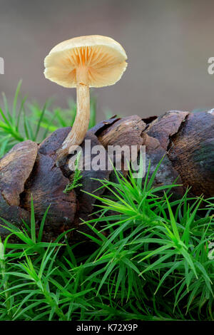 Gemeinsame Rustgill - Gymnopilus penetrans Stockfoto