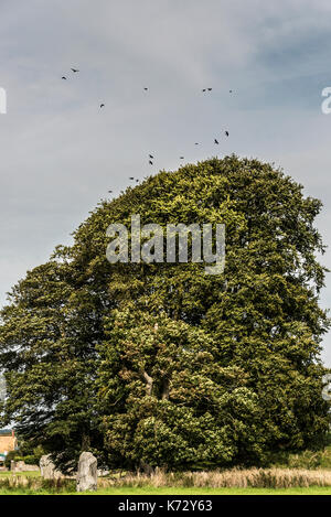 Saatkrähen (Corvus frugilegus) Nester in einem Baum an Avebury Stone Circle Stockfoto