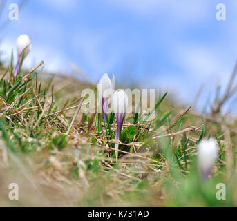 Hübsche kleine wilde Krokusse blühen in den Berg Stockfoto