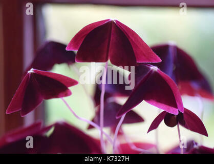 Oxalis triangularis lila Shamrock Stockfoto