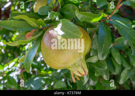 Granatapfel wächst an einem Baum in Italien Stockfoto