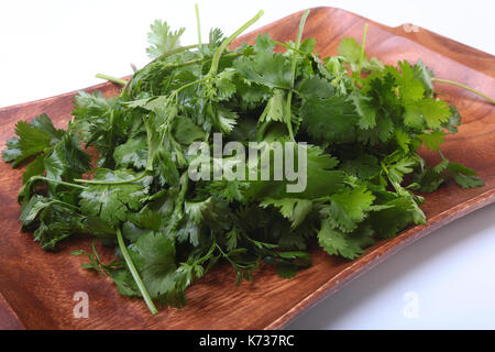 Frisches Grün cilantro, Koriander Blätter auf Holzbrett. Stockfoto