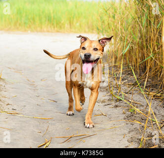 Lächelnd redhead American Pit Bulls gehen auf Natur, Sommer Tag Stockfoto