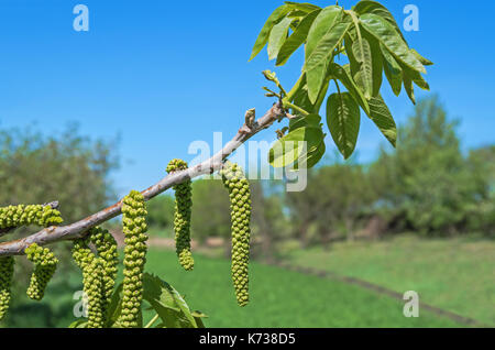 Männliche Blüte palmkätzchen Nussbaum auf einem Zweig close-up im frühen Frühjahr Stockfoto