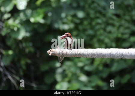 King Fisher Braun und Blau, Sri Lanka, Asien Stockfoto