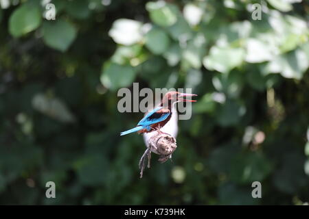 King Fisher Brown and Blue, Sri Lanka, Asien Stockfoto