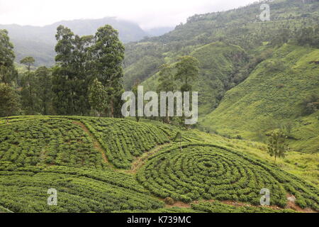 Sri Lanka Tee Plantage, Südostasien, Hill Country, Teepflückerinnen, Kaffee, Tee Picker, Kaffee Ernte, Ceylon Tee, Englisches Frühstück Kaffee, Landwirtschaft Stockfoto