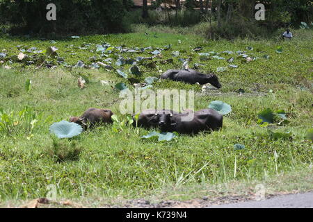 Herde Wasserbüffel, Sri Lanka, Asien, Familie von Wasserbüffel Stockfoto